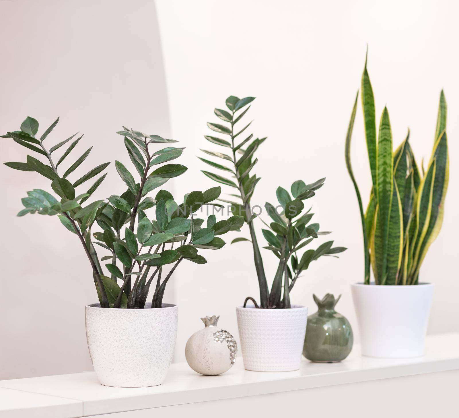 Zanzibar Gem, Zamioculcas with Sansevieria plant on white background by ferhad