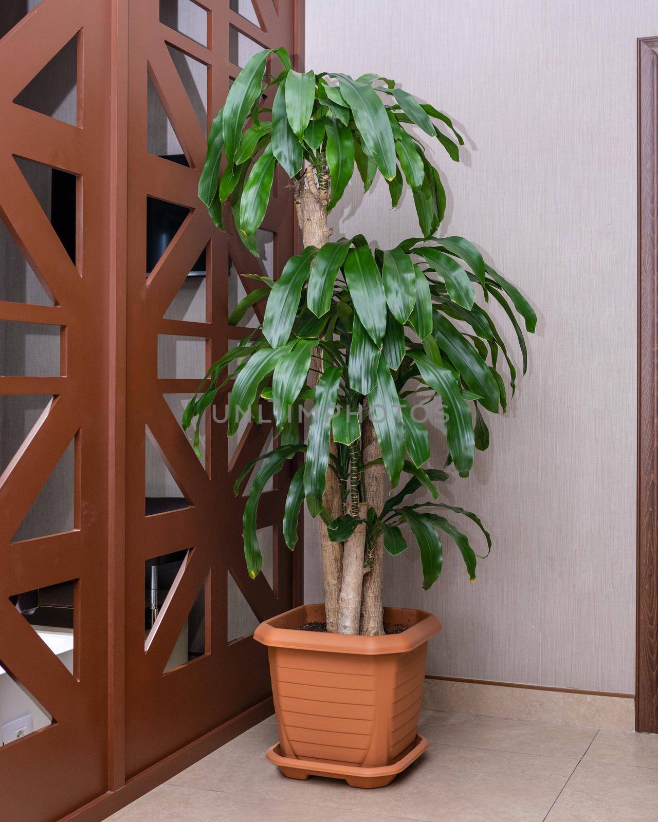 Guiana Chestnut, Pachira aquatica, money tree at the office by ferhad