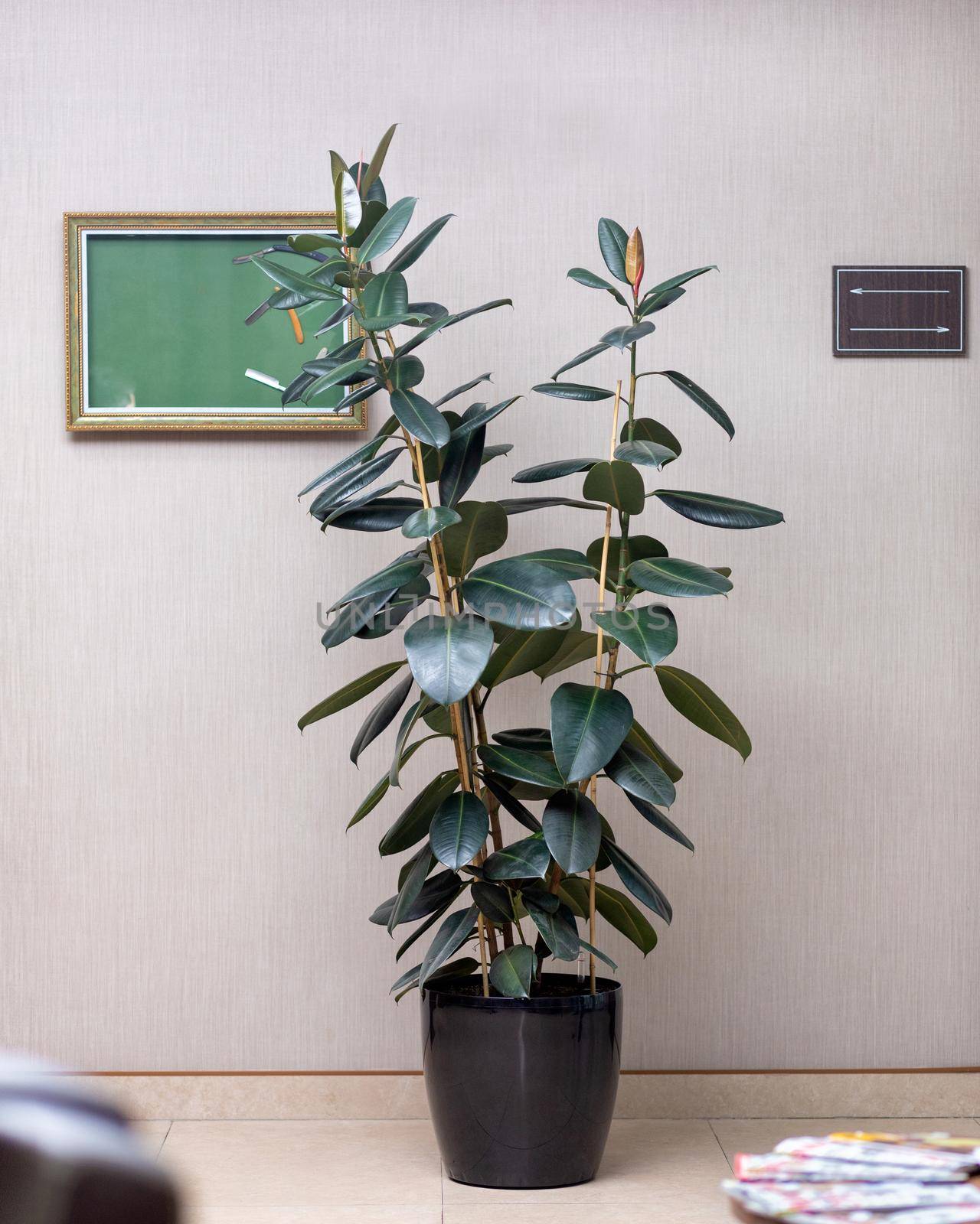 Rubber Plant, Rubber fig, Ficus elastica at the office by ferhad