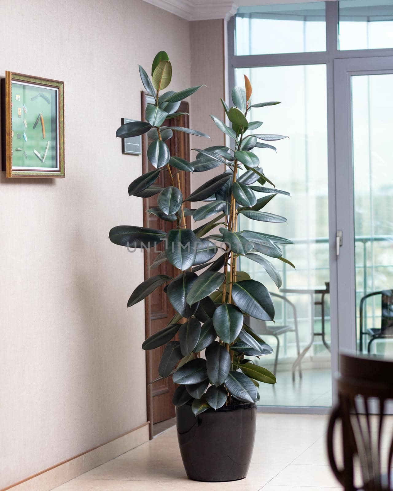 Rubber Plant, Rubber fig, Ficus elastica at the cloth store by ferhad