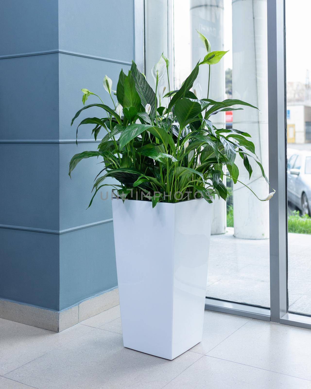 Big Peace Lily plant in white pot at the office by ferhad