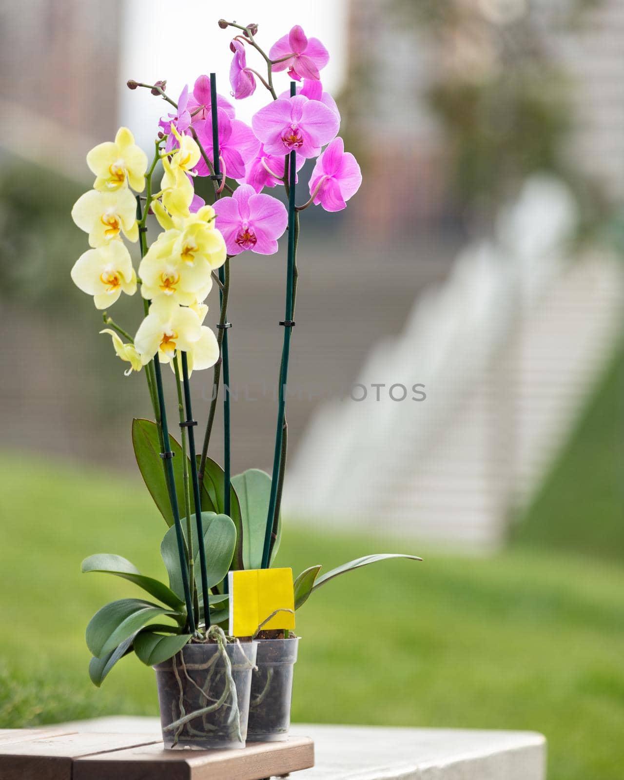 Beautiful yellow and pink moth orchids with green background by ferhad