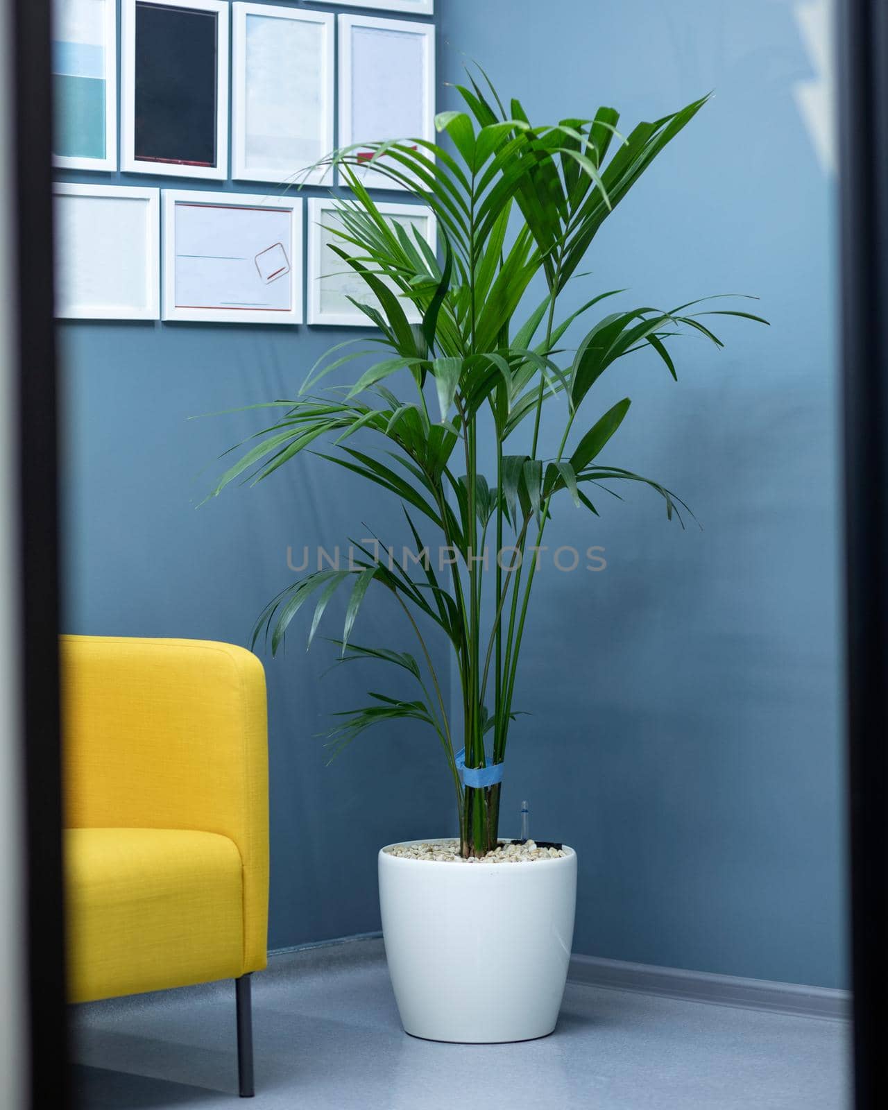 Areca Cane palm Dypsis lutescens, golden cane palm plant in white pot by ferhad