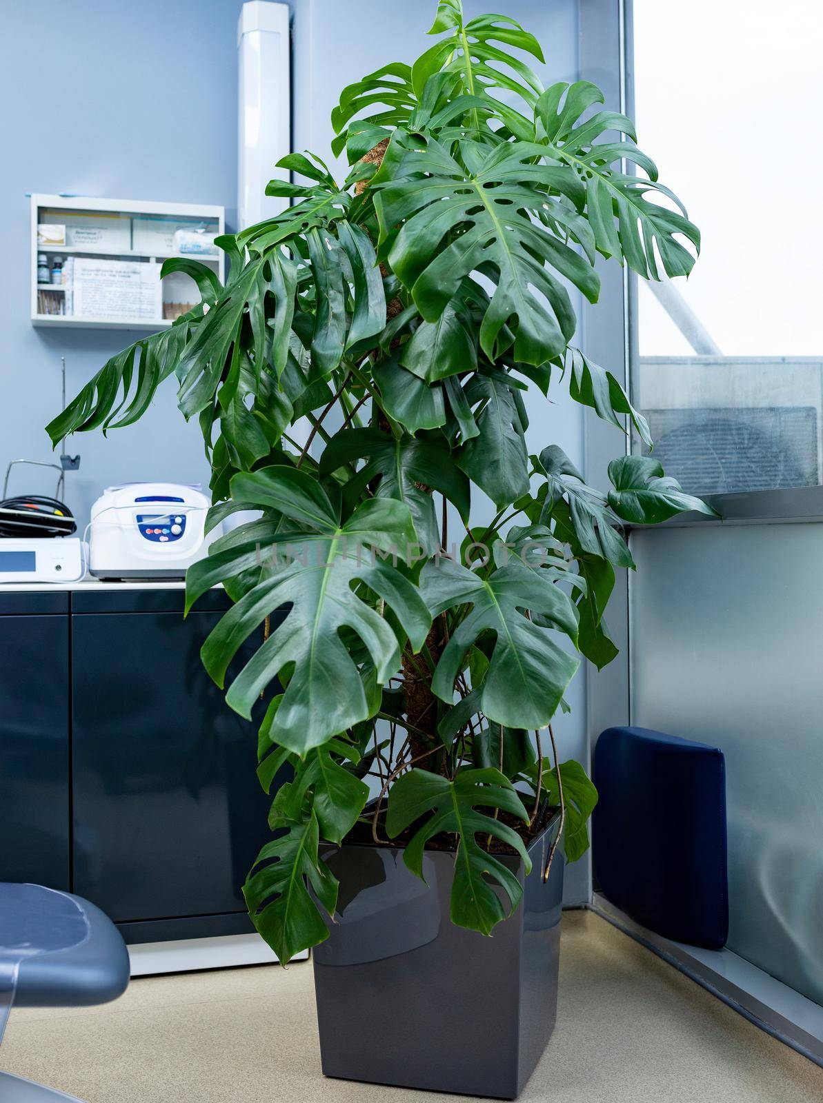 Swiss cheese plant, Monstera deliciosa at office