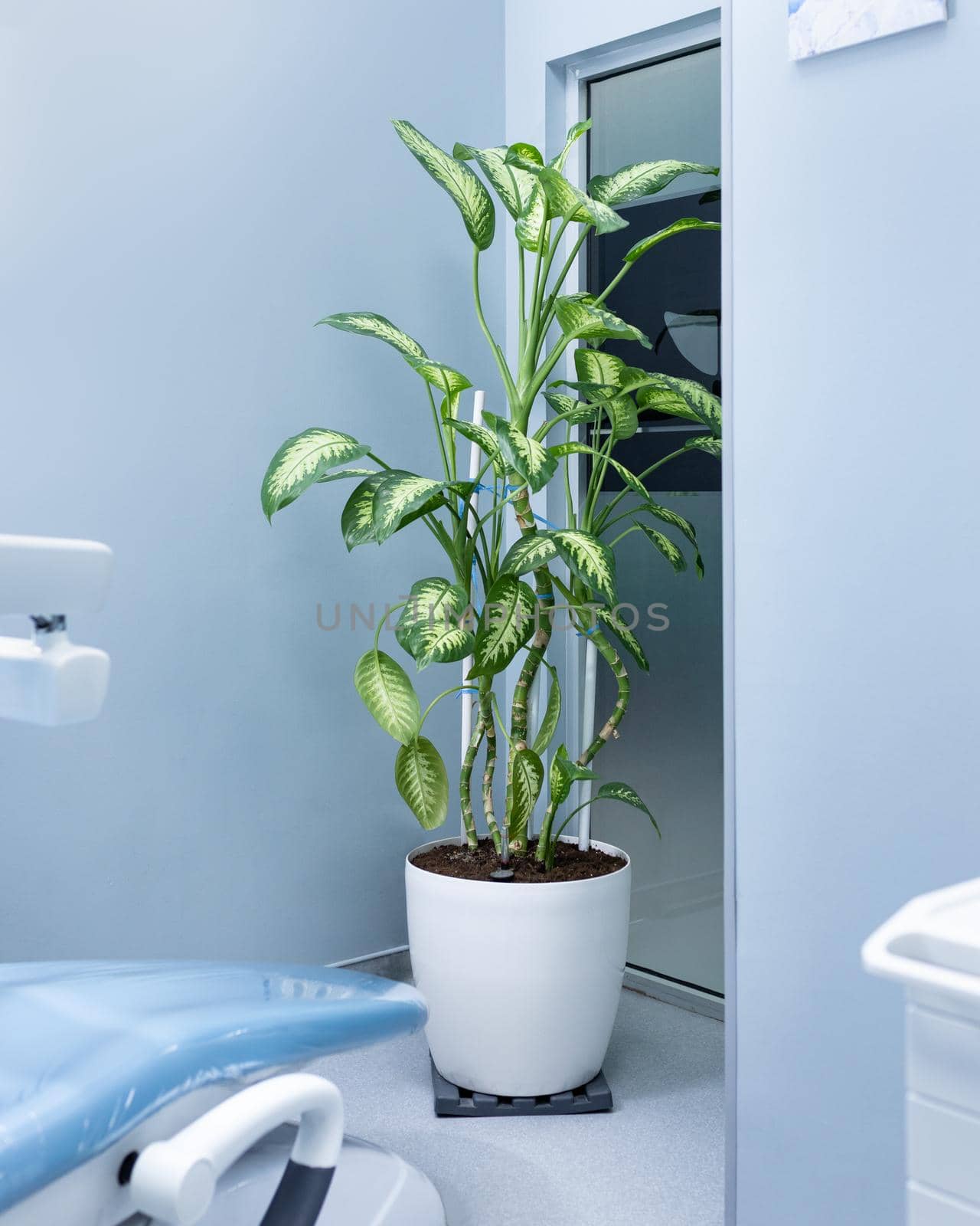 Dieffenbachia Dumb canes plant at office by ferhad