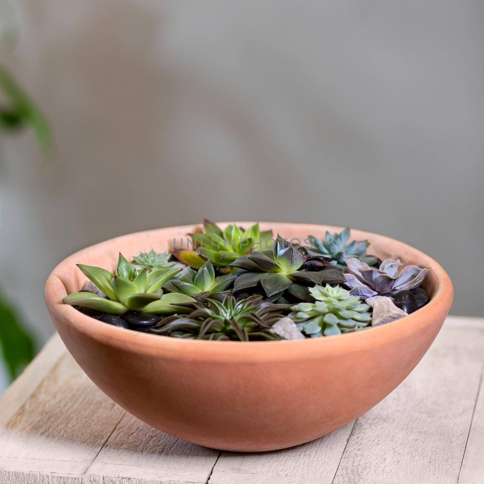 Beautiful terrarium with succulent, cactus, flower, rock, sand inside, red pot by ferhad