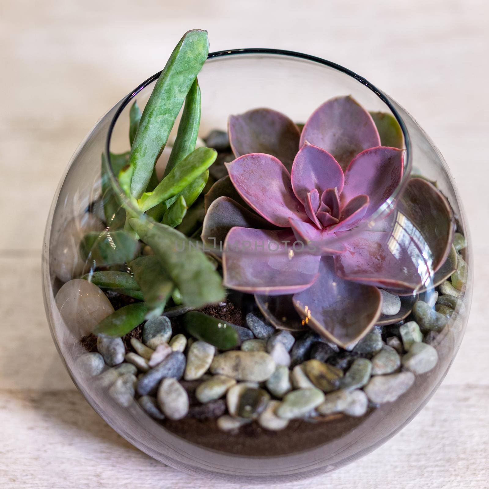Beautiful terrarium with succulent, cactus, flower, rock, sand inside the glass