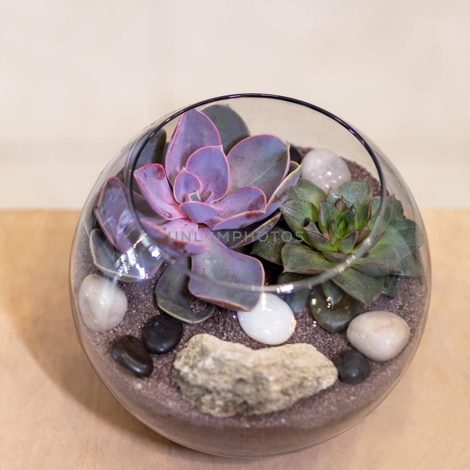 Beautiful terrarium with succulent, cactus, flower, rock, sand inside the glass