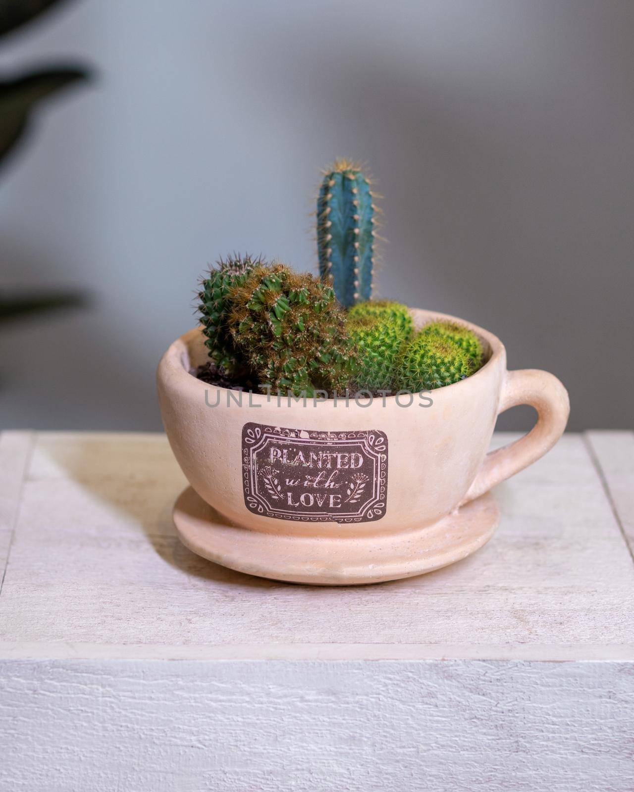 Beautiful terrarium with cactus, flower, rock, sand inside gig cup, mug by ferhad