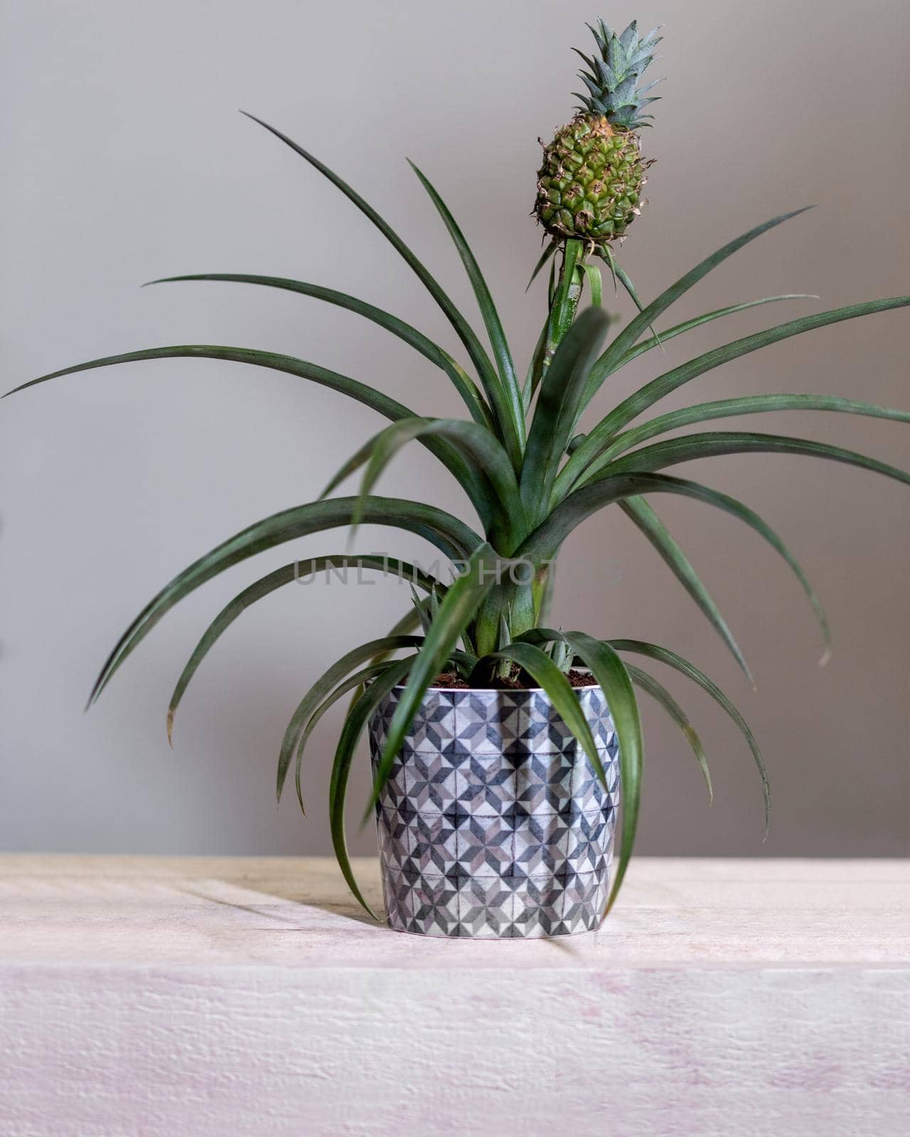 Pineapple plant in the pot by ferhad