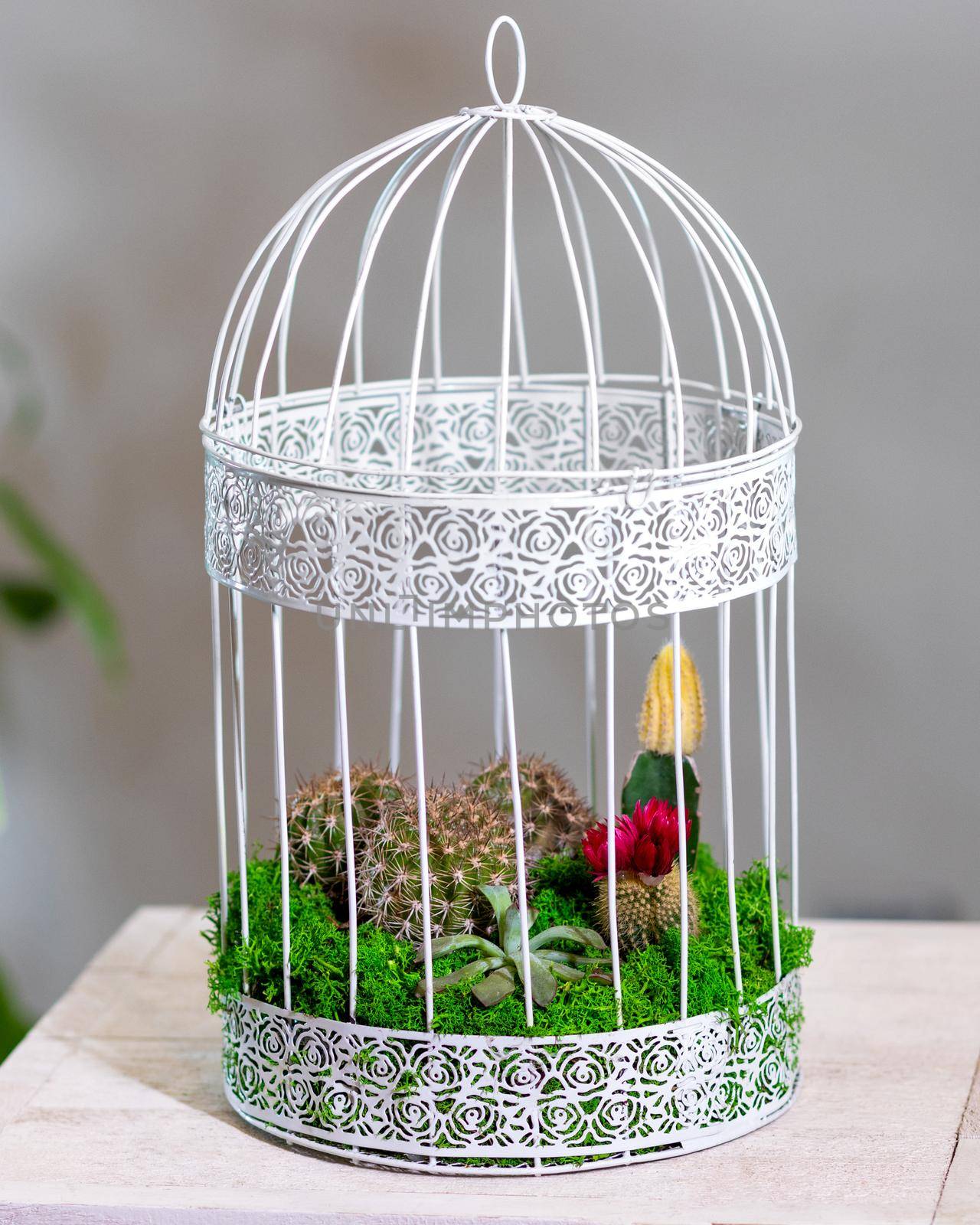 Beautiful terrarium with succulent, cactus, flower, rock, sand in the cage by ferhad