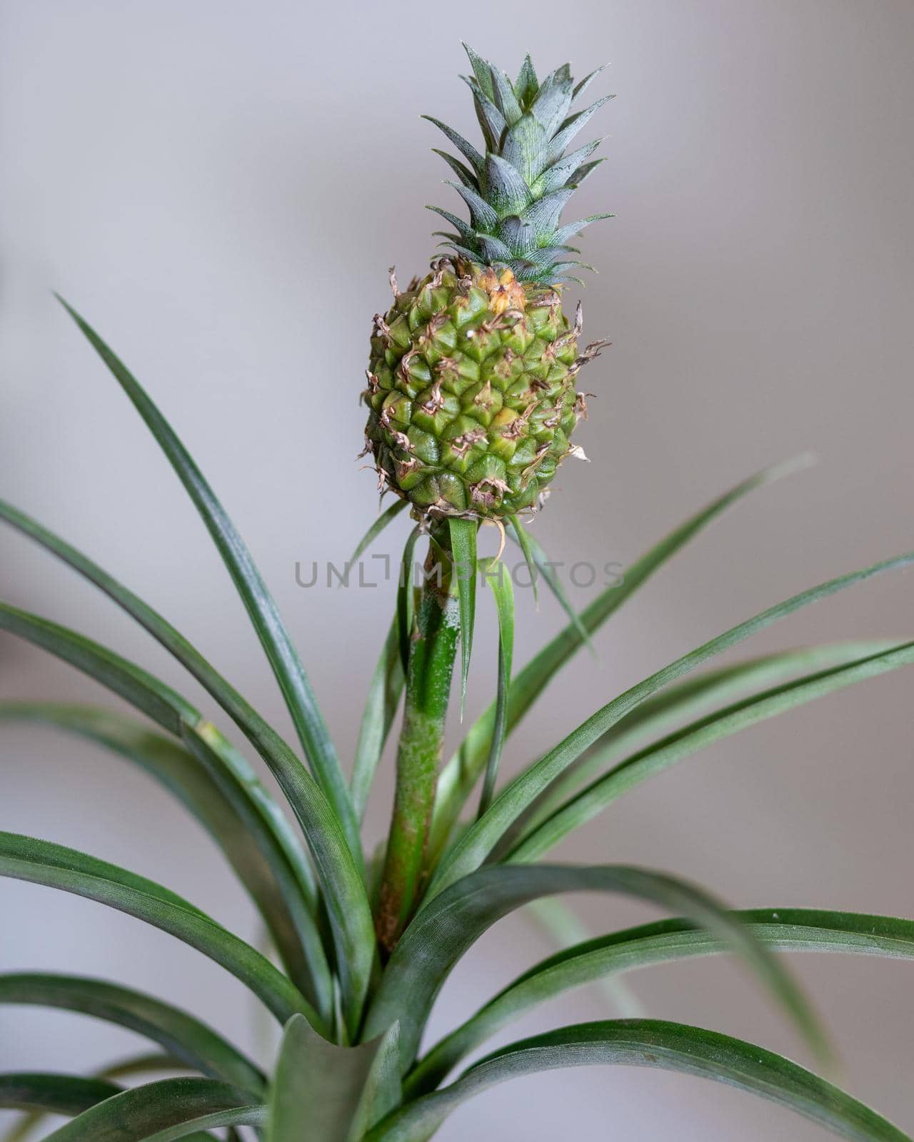 Pineapple plant in the pot close up by ferhad