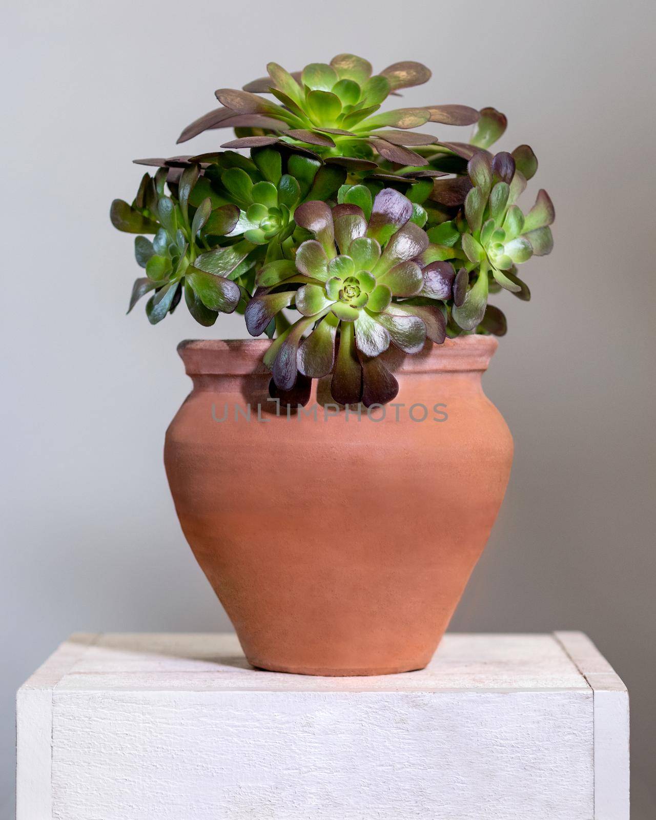 A lot of succulents in one red pot by ferhad