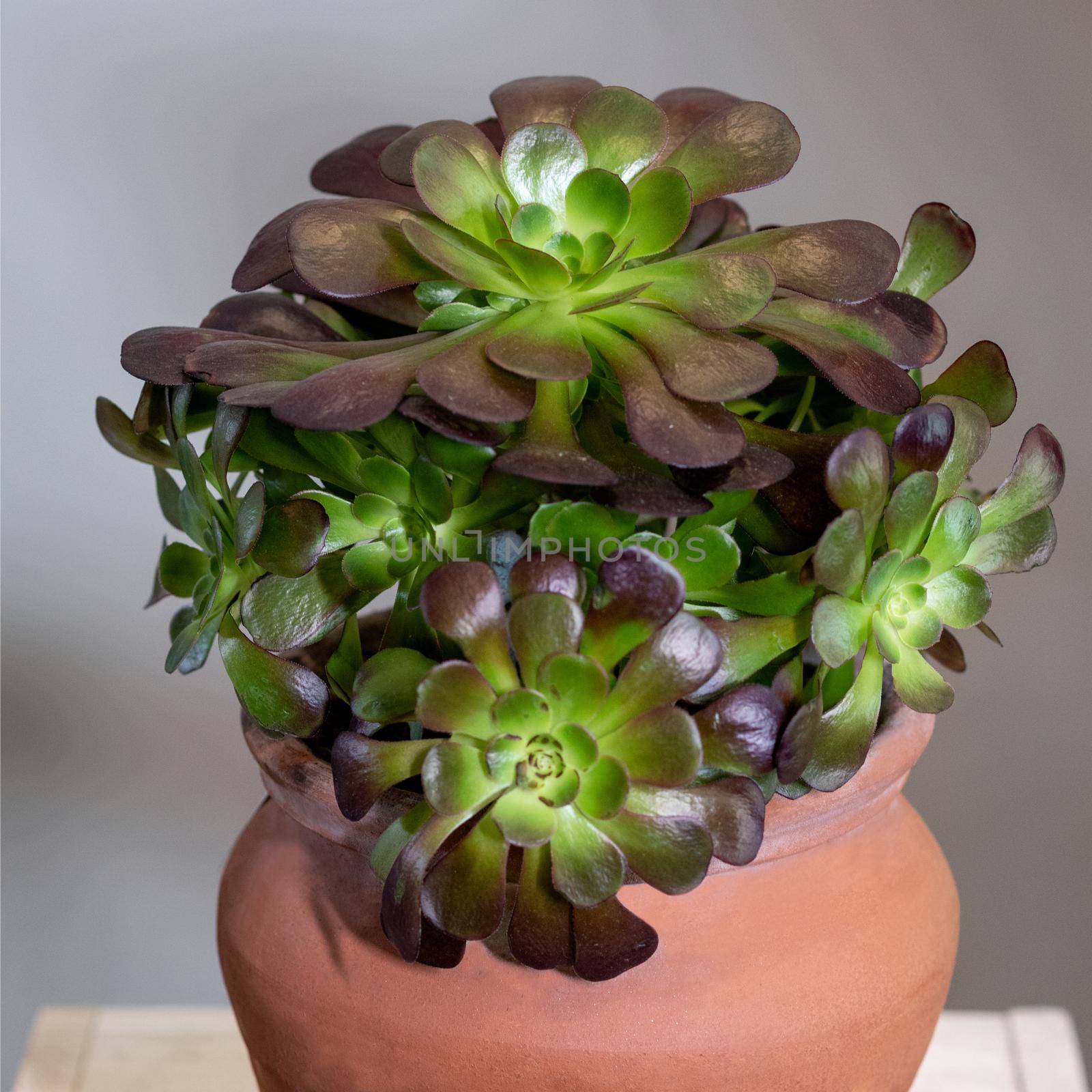 A lot of succulents in one red pot close up by ferhad