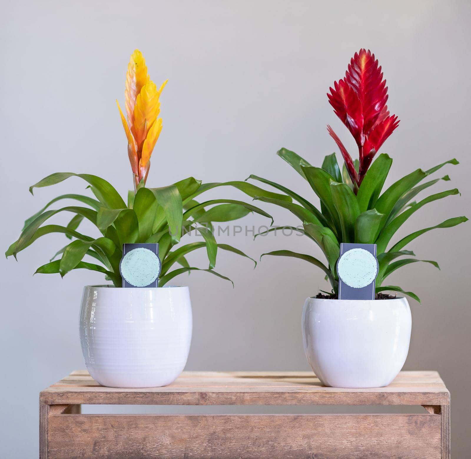 Red and Yellow Bromelia, Bromeliaceae plants in white pot by ferhad