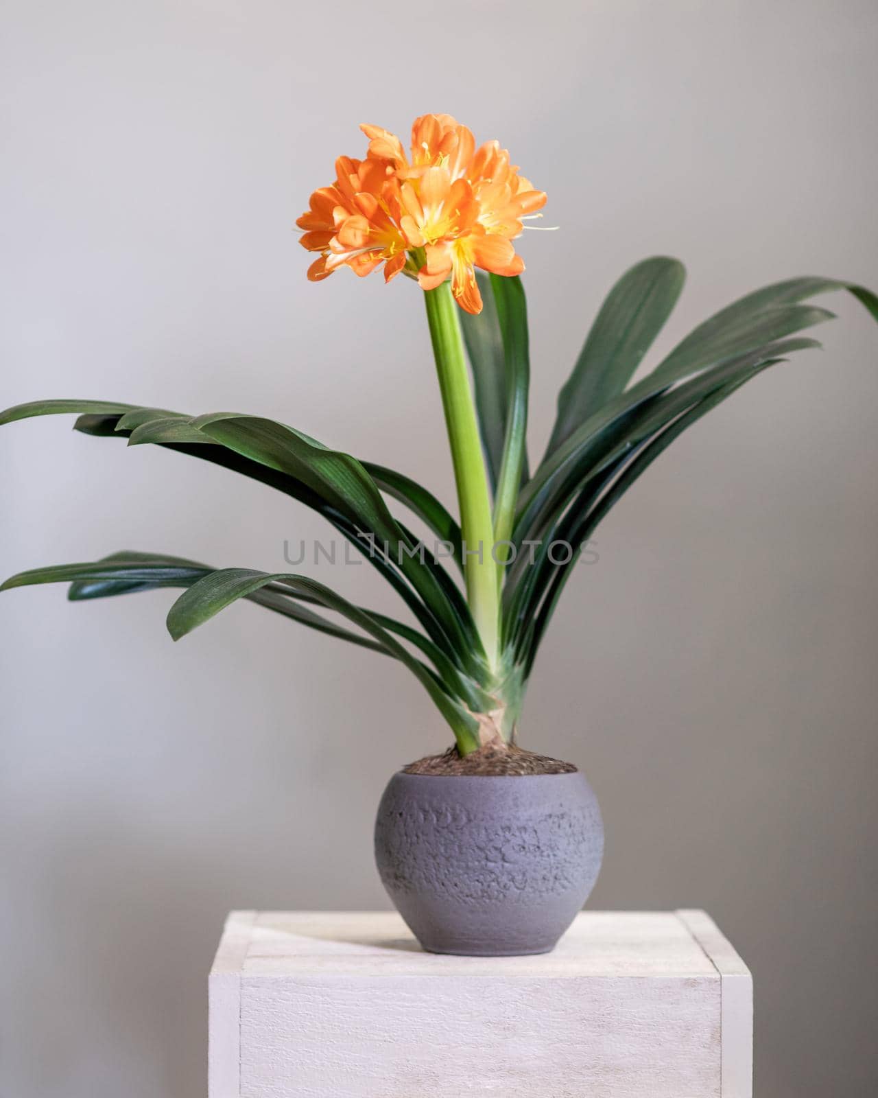 Clivia, Amaryllidaceae flower plant in silver pot by ferhad