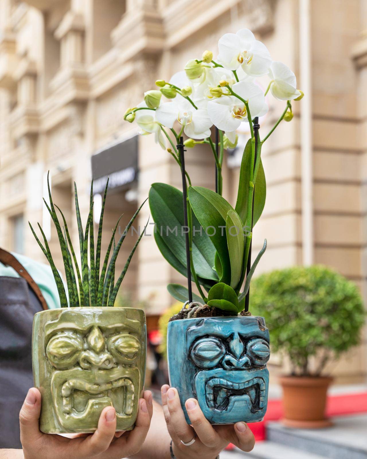 Sansevieria punk, small snake plant, Peace lily, Spathiphyllum in the ceramic pot by ferhad