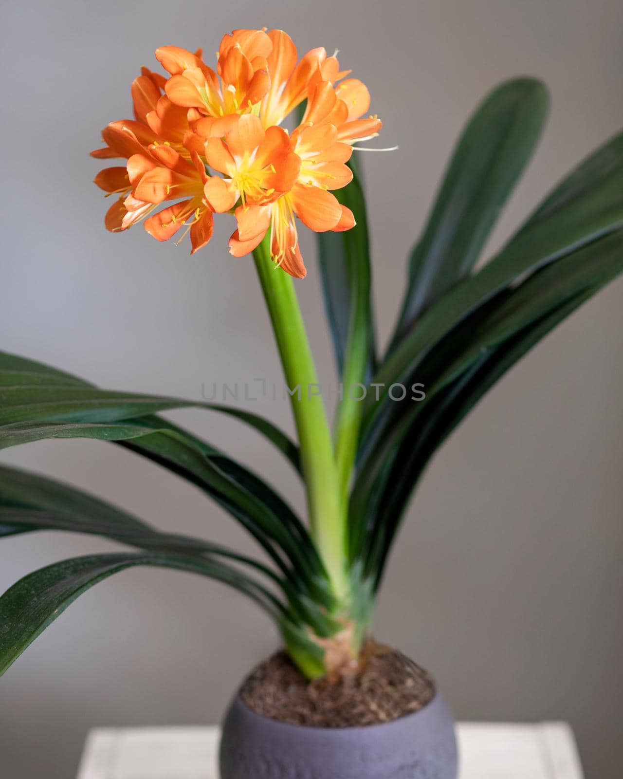 Clivia, Amaryllidaceae flower plant close up by ferhad