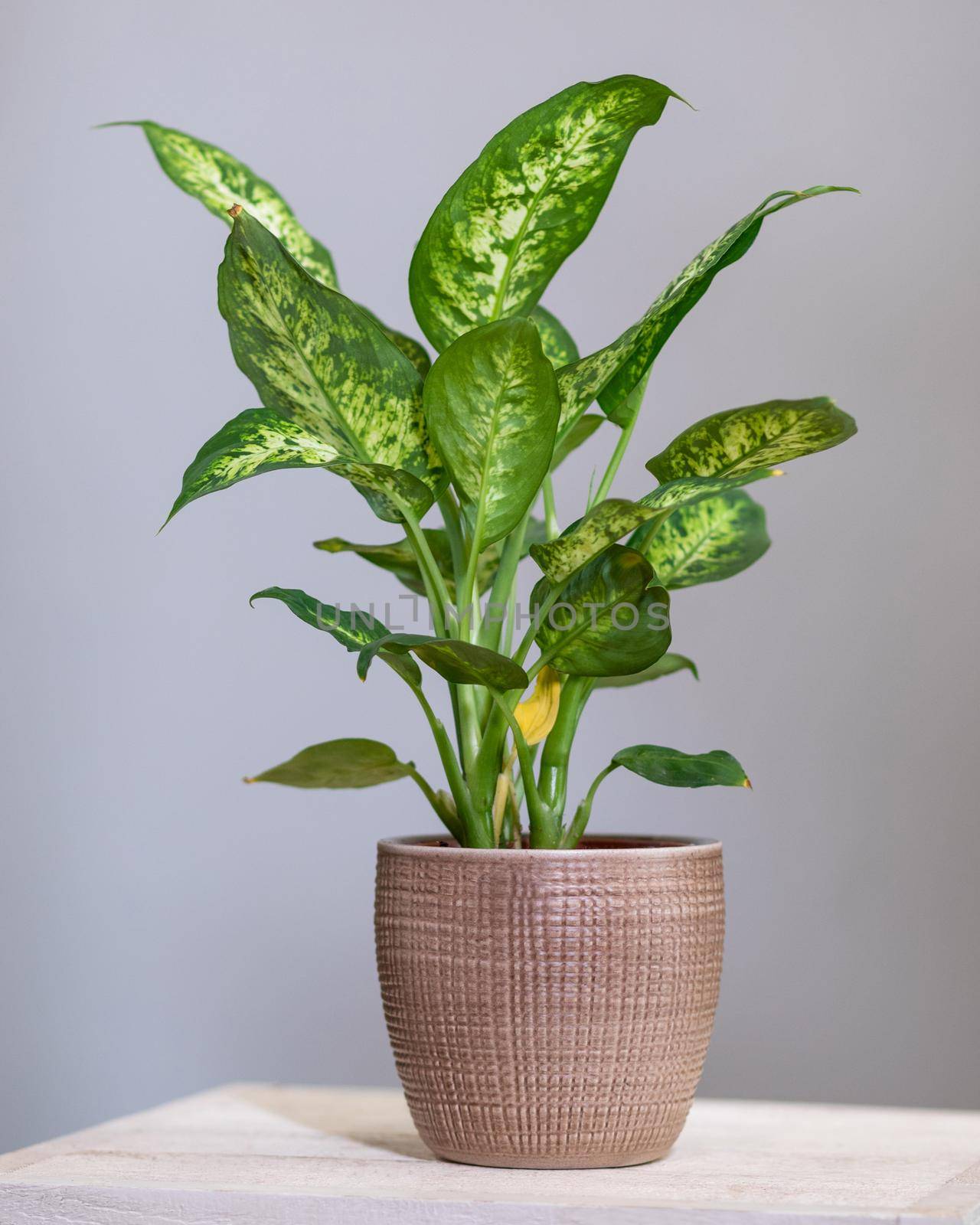 Dieffenbachia Dumb canes plant close up