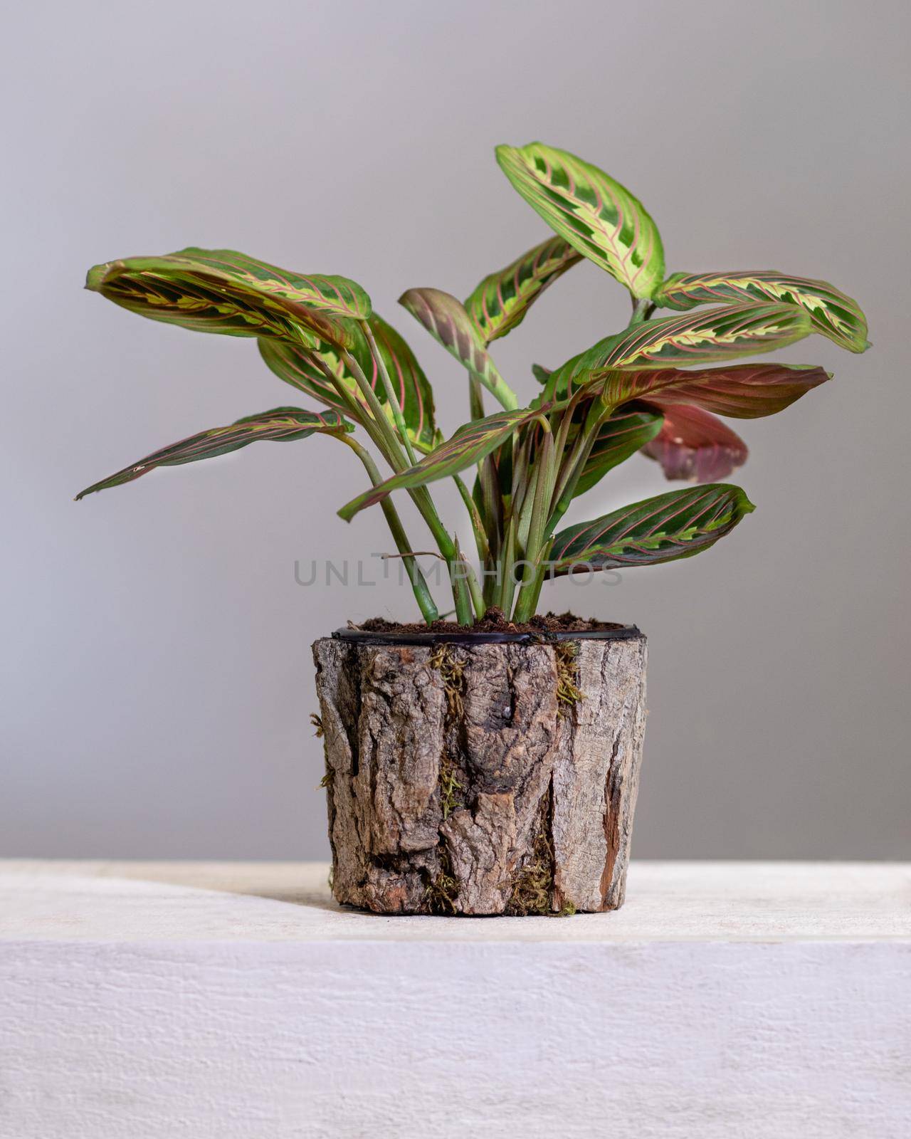 Maranta leuconeura, prayer plant in wooden pot by ferhad