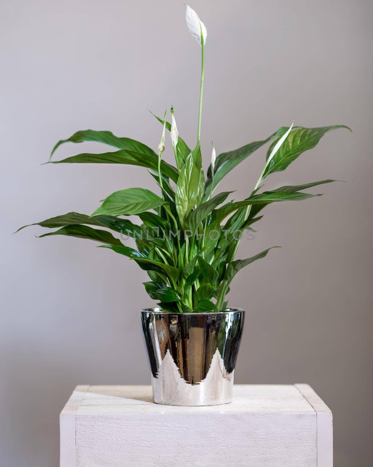 Peace Lily, Spathiphyllum in shiny pot