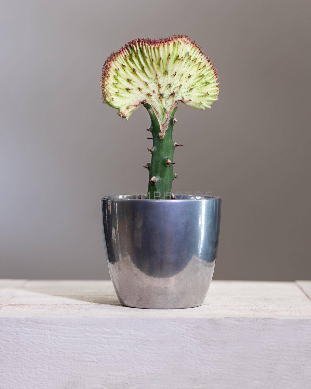 Euphorbia lactea Cristata cactus in the silver pot by ferhad