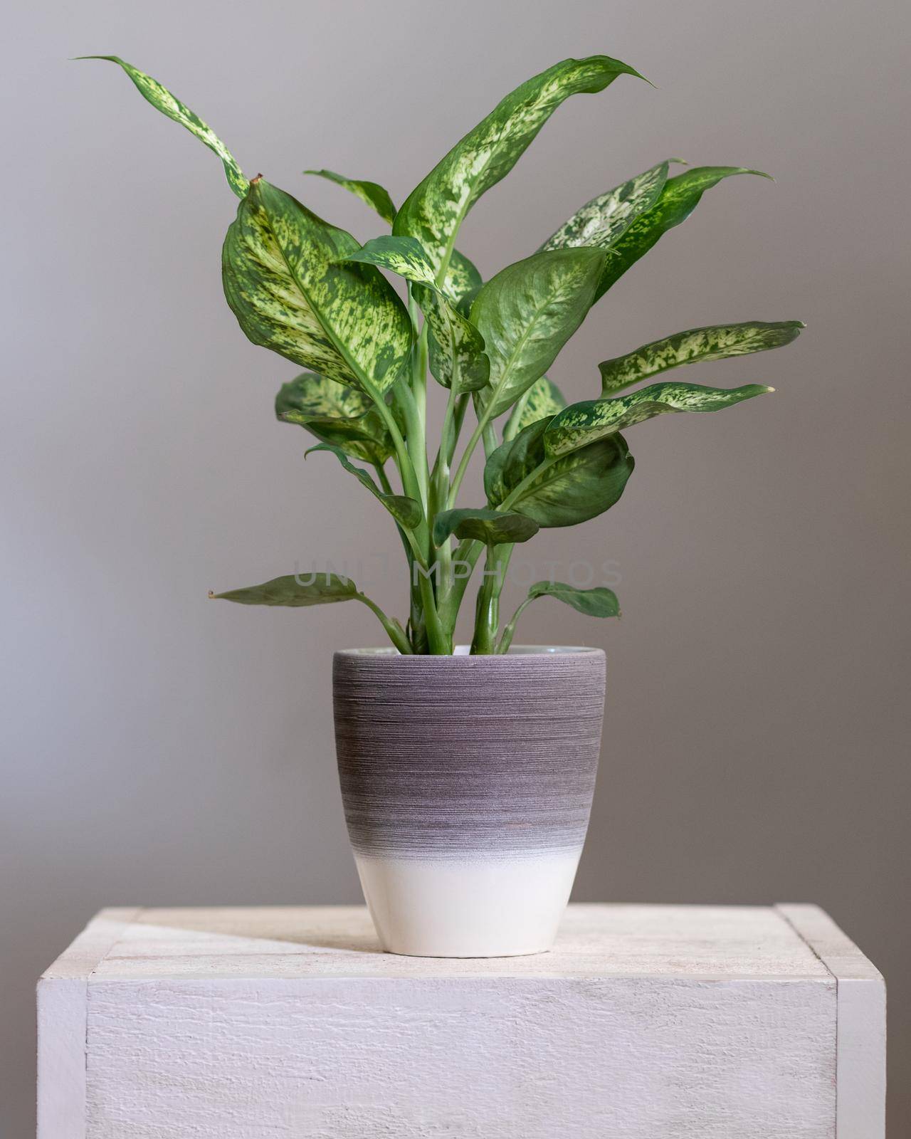 Dieffenbachia Dumb canes plant in silver pot