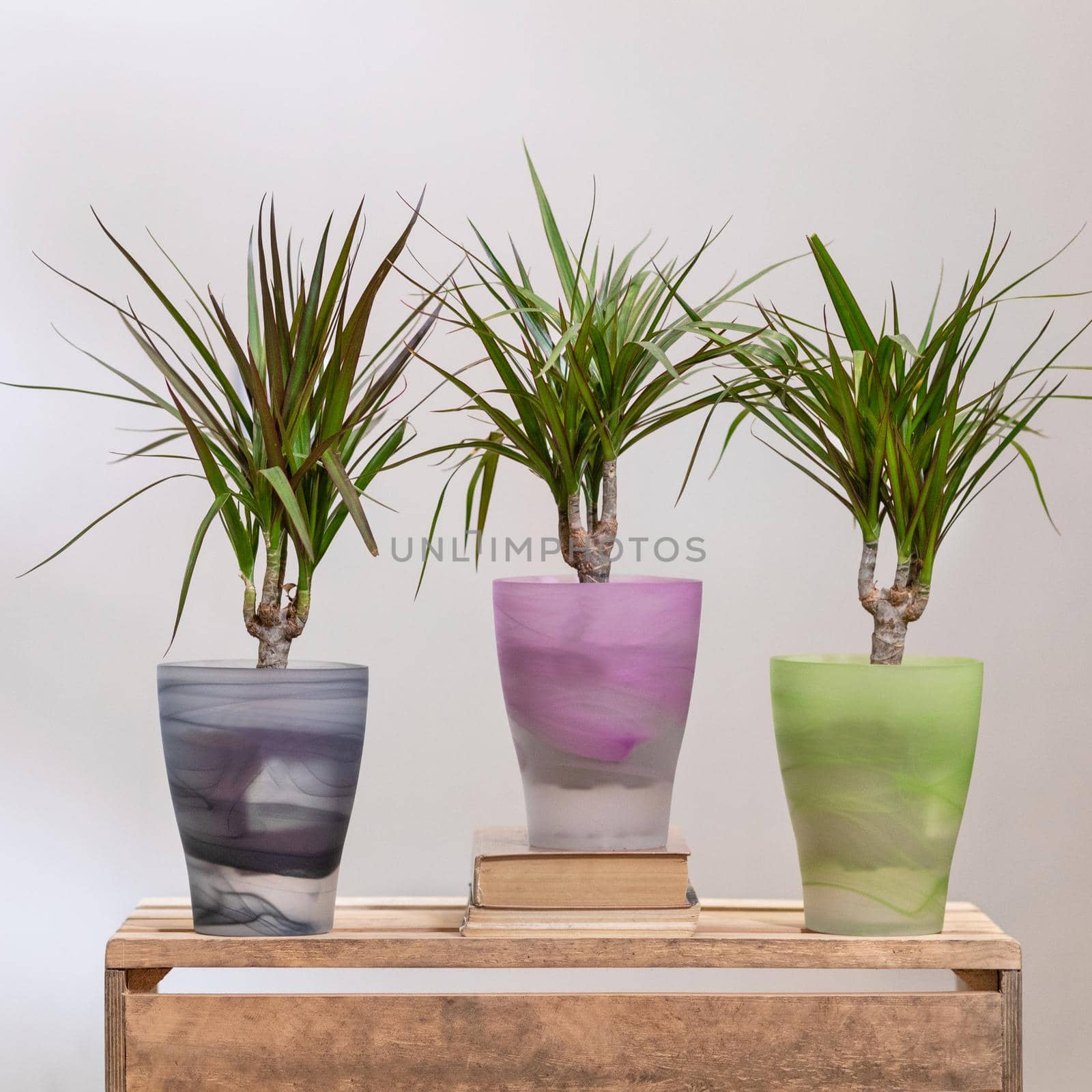 Dracaena draco, Dragon trees in colorful transparent pots by ferhad