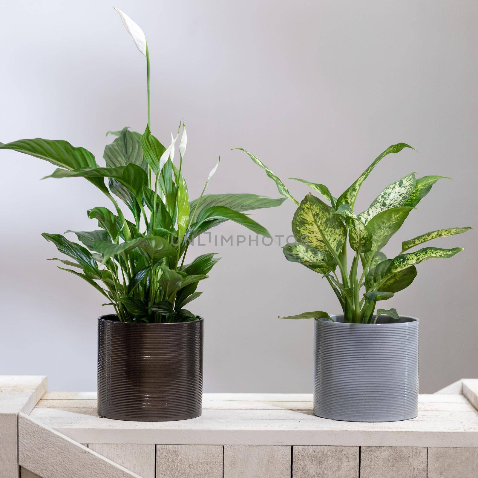 Dieffenbachia Dumb canes with Peace Lily, Spathiphyllum plant by ferhad