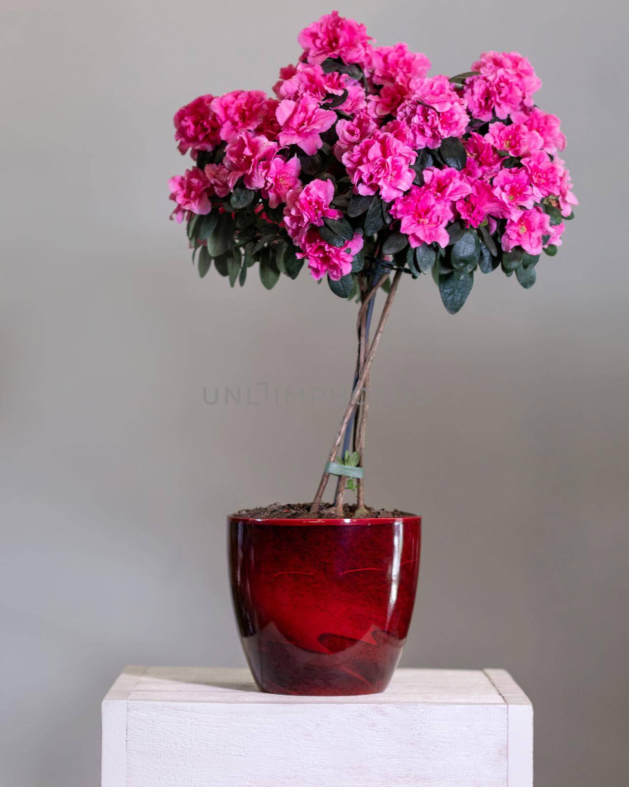 Pink Azalea topiary in the red pot by ferhad