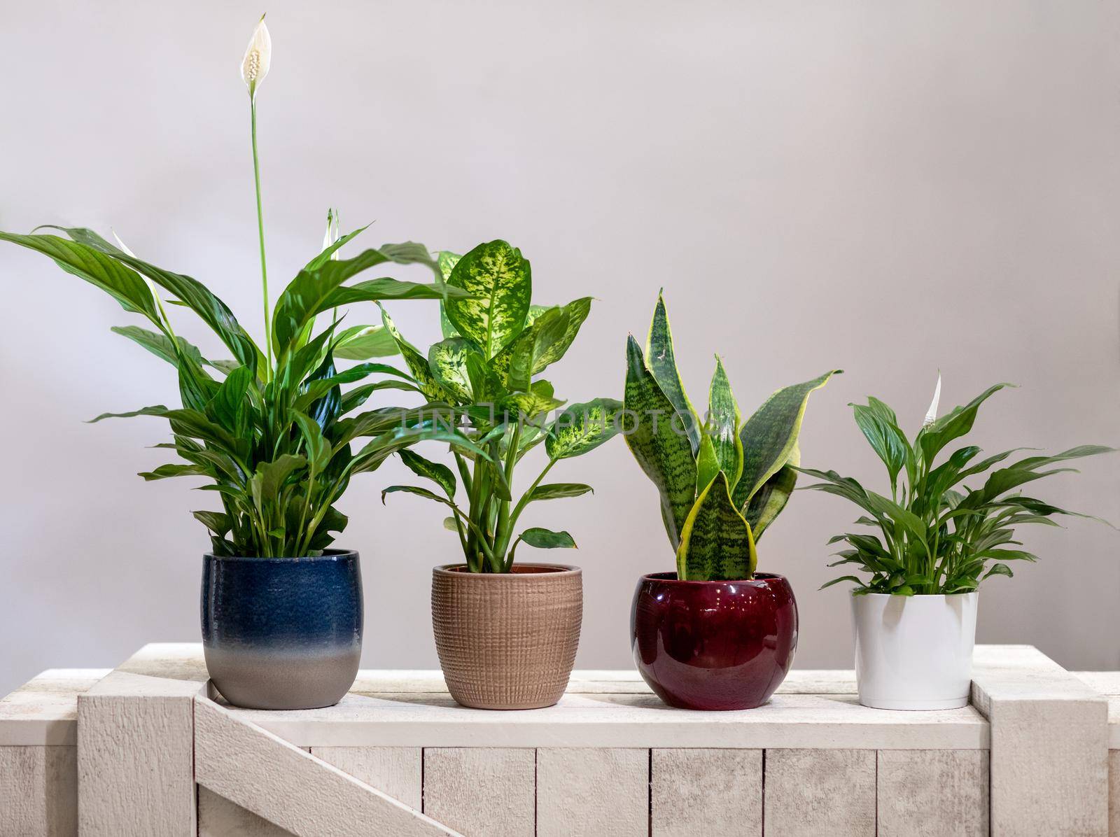 Peace Lily, Dieffenbachia Dumb canes, Mother-in-law's Tongue Viper's bowstring hemp snake plant