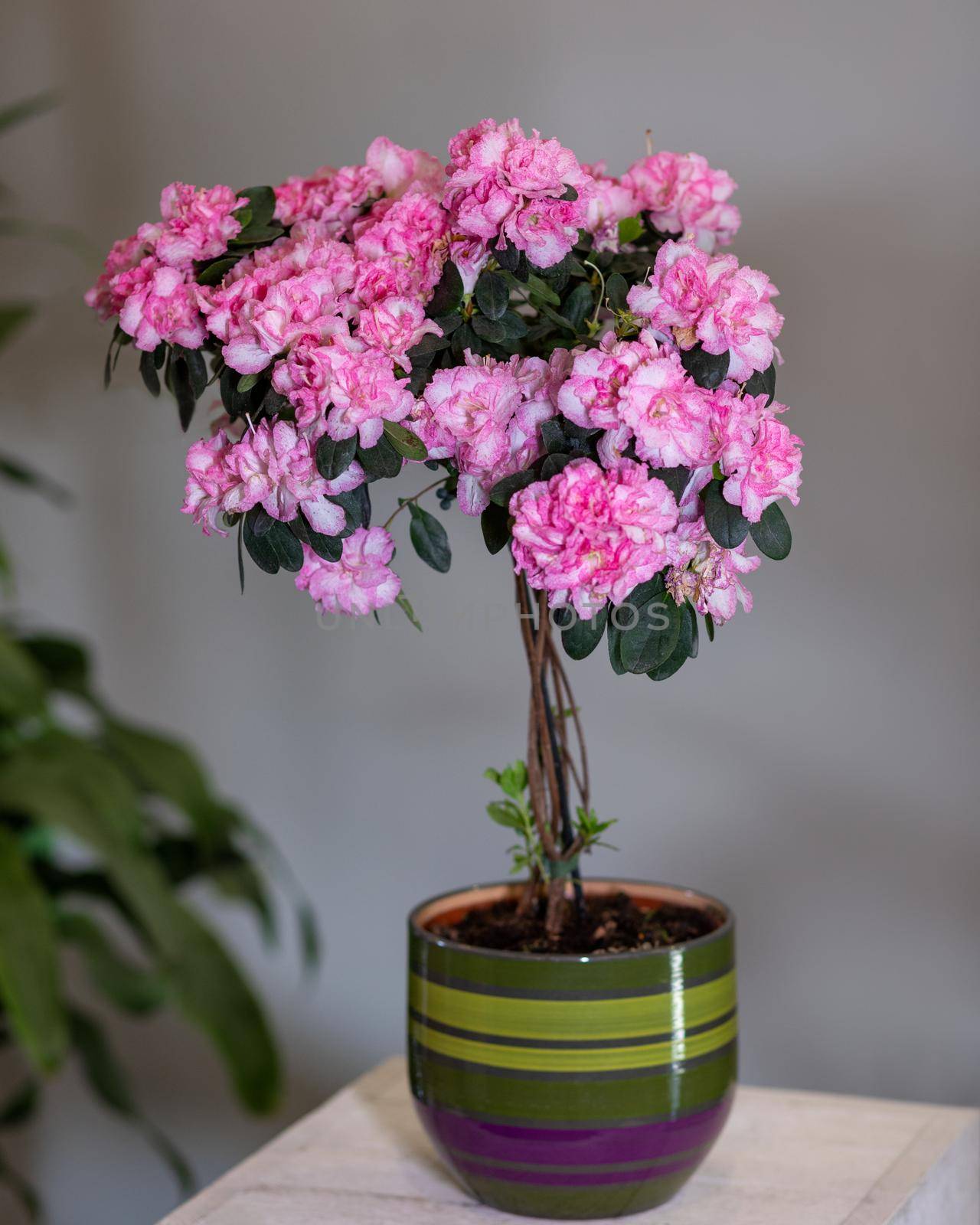 Pink Azalea topiary in the colorful pot by ferhad