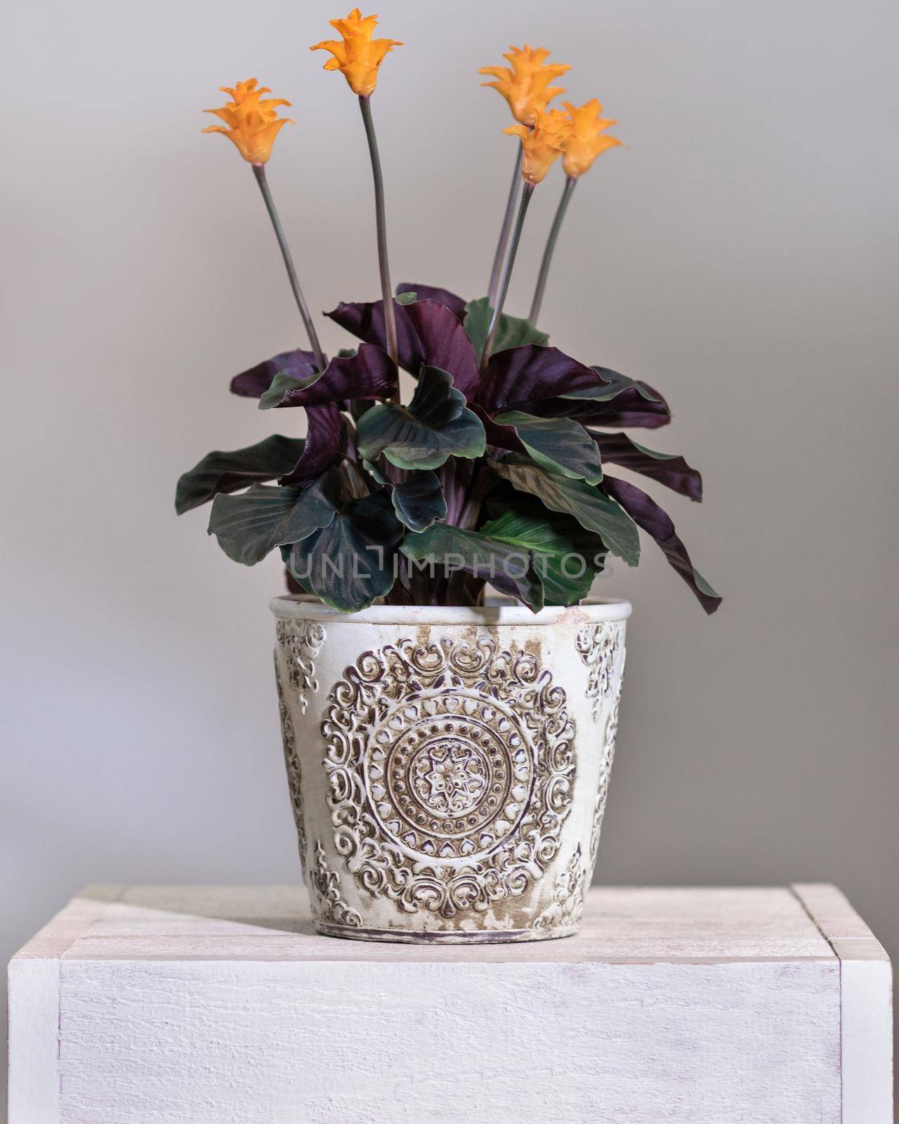 Calathea crocata Tassmania, Prayer Plant in the vintage pot by ferhad