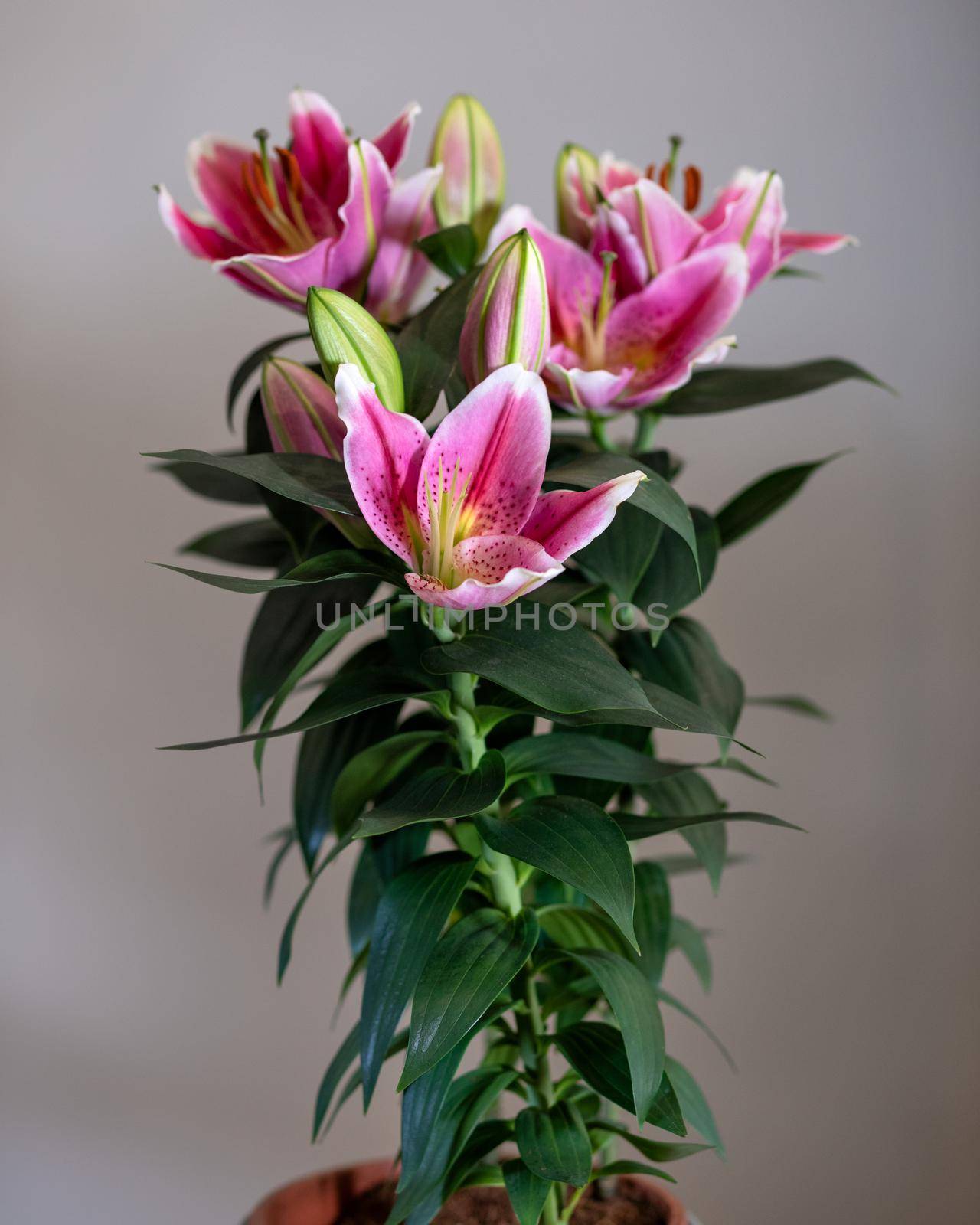 Purple Lily Stargazer flower plant close up