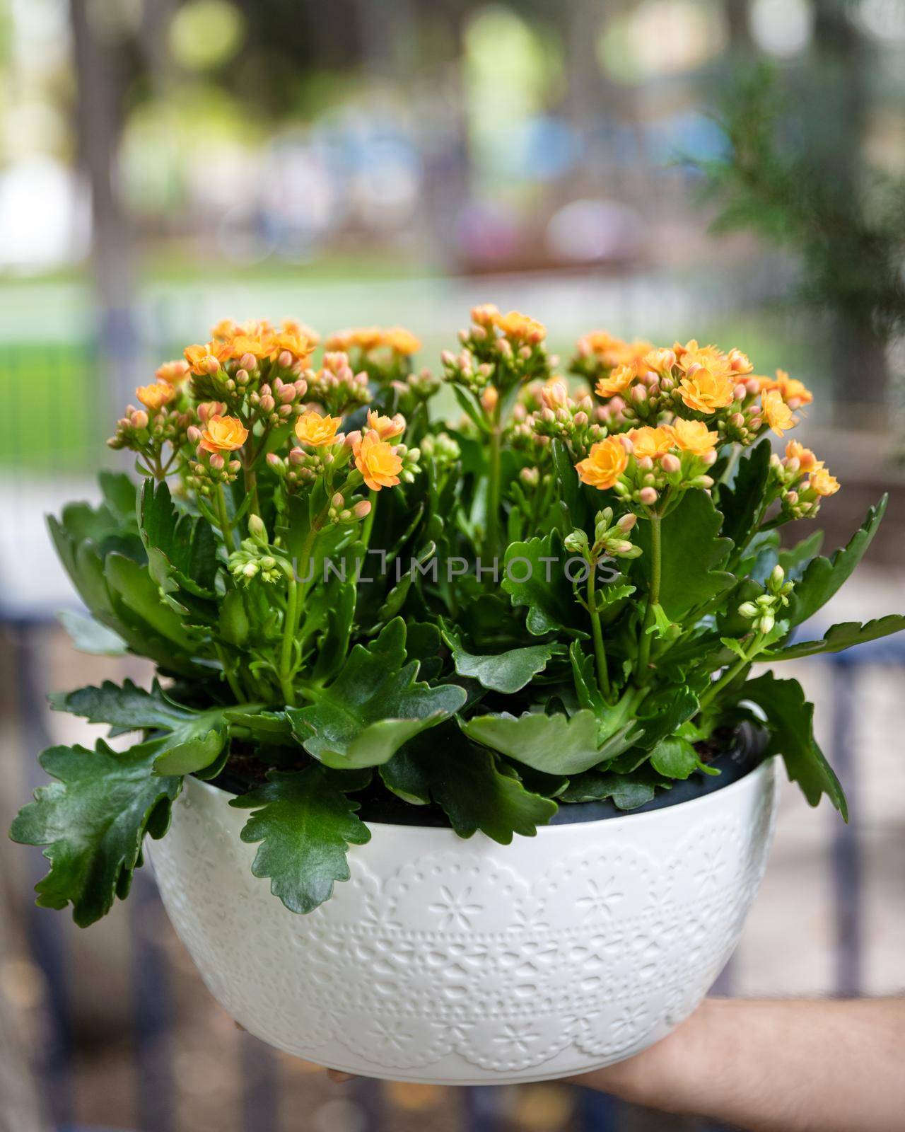 Kalanchoe, Widow's-thrill in the white pot outside by ferhad