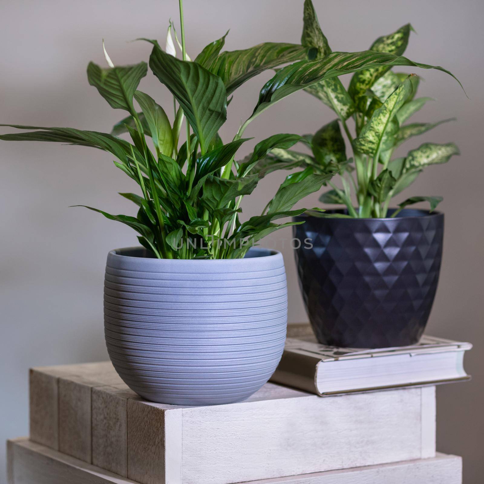 Dieffenbachia Dumb canes with Peace Lily, Spathiphyllum plant by ferhad
