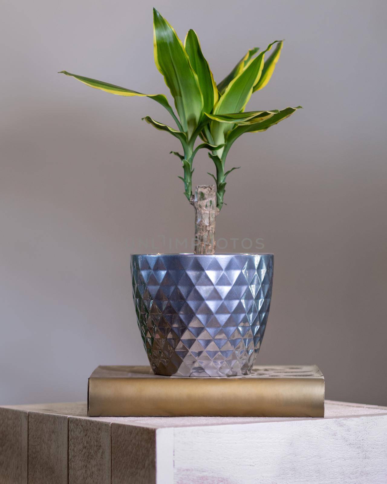 Dracaena fragrans plant in silver pot