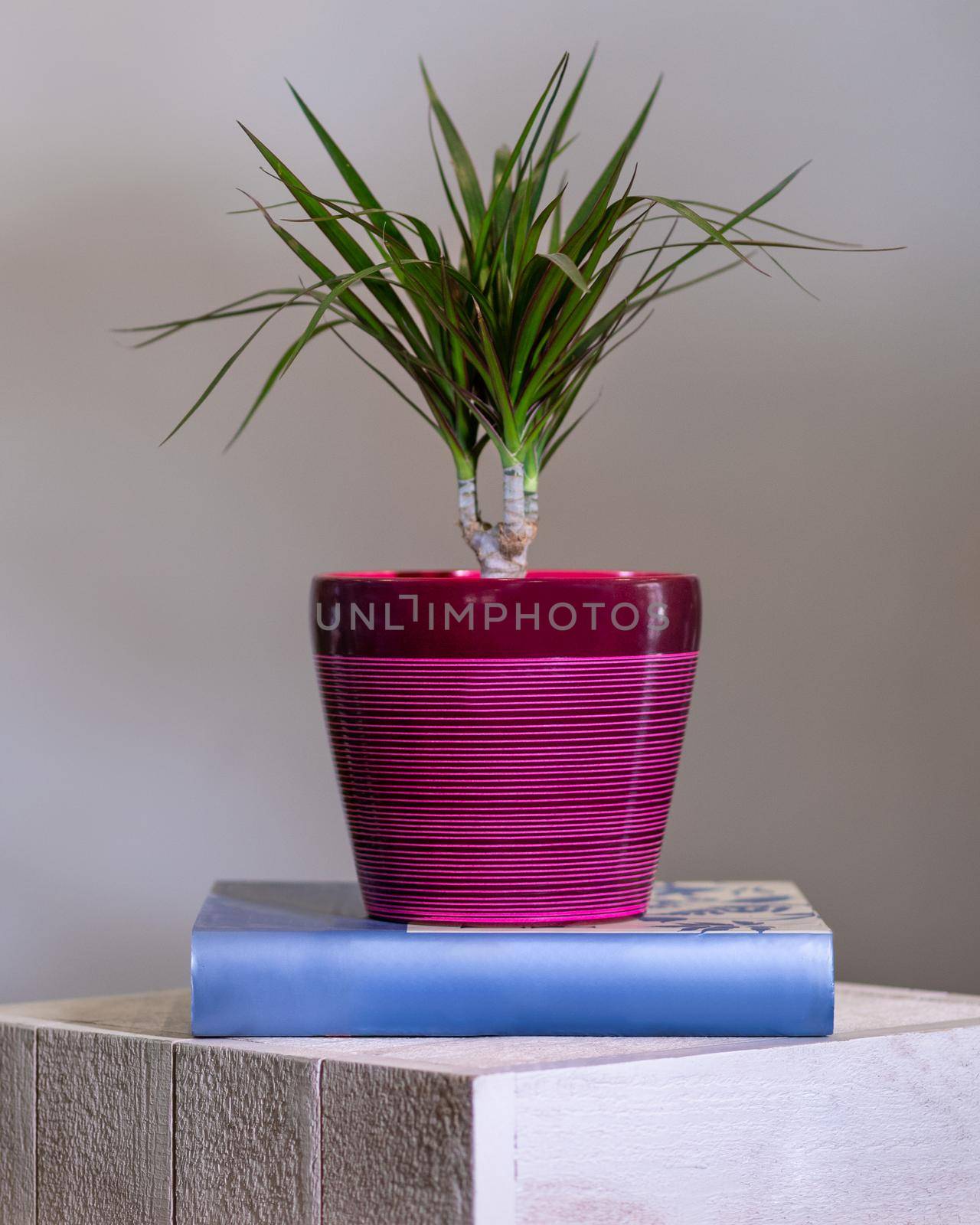 Dracaena draco, Dragon trees in pink pot