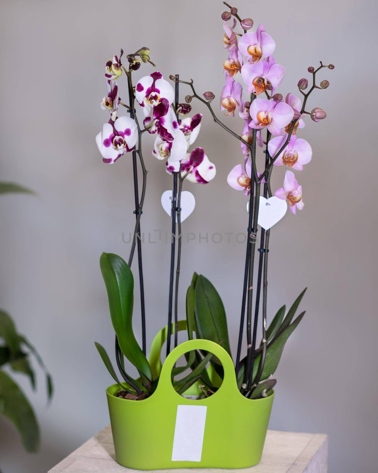 White, pink Phalaenopsis, Moth orchid flowers in the green pot by ferhad