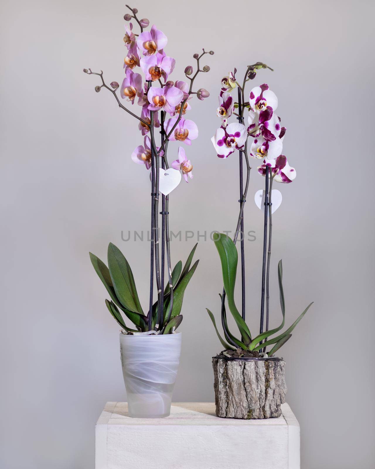 White, pink Phalaenopsis, Moth orchid flowers in the pot