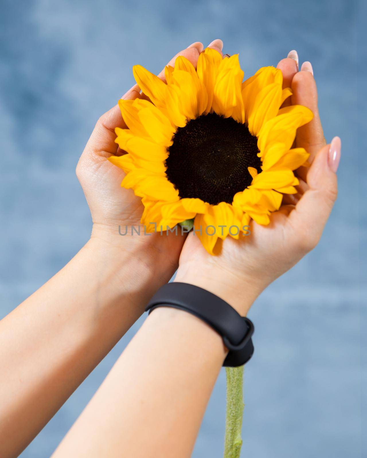 Woman holding single sunflower with blue background