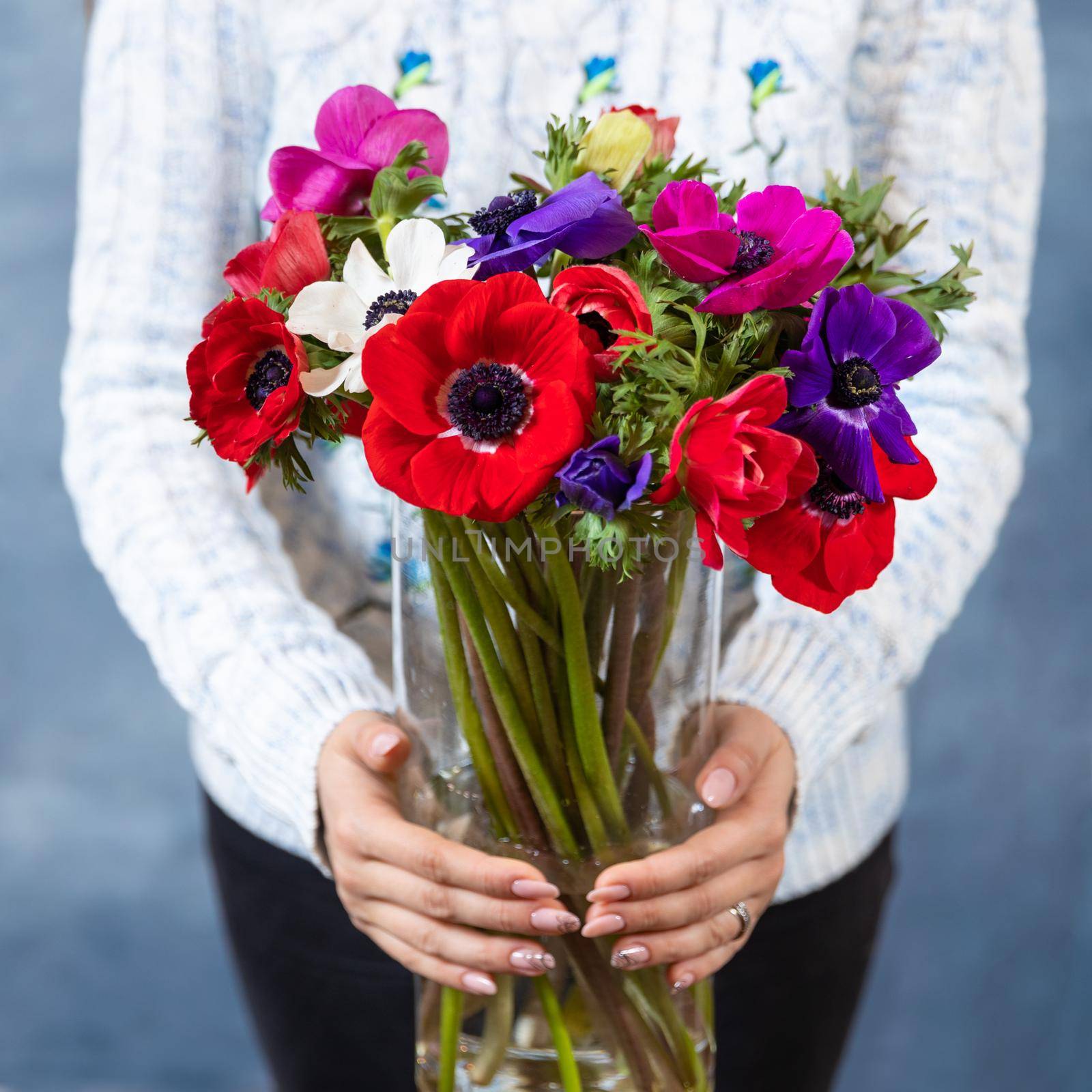 Woman holding red, magenta, pink Papaver rhoeas, Common poppy flower bouquet