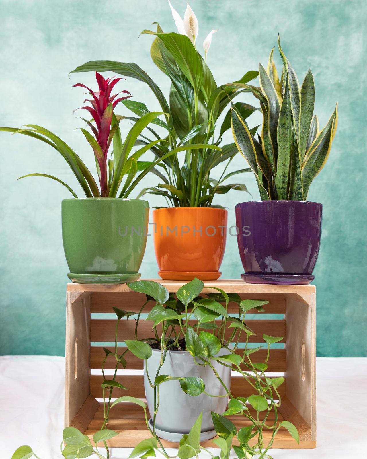 Golden Pothos, Devil's ivy, Epipremnum aureum, Bromeliad flower, Peace Lily, Sansevieria, snake plant on the wooden crate by ferhad