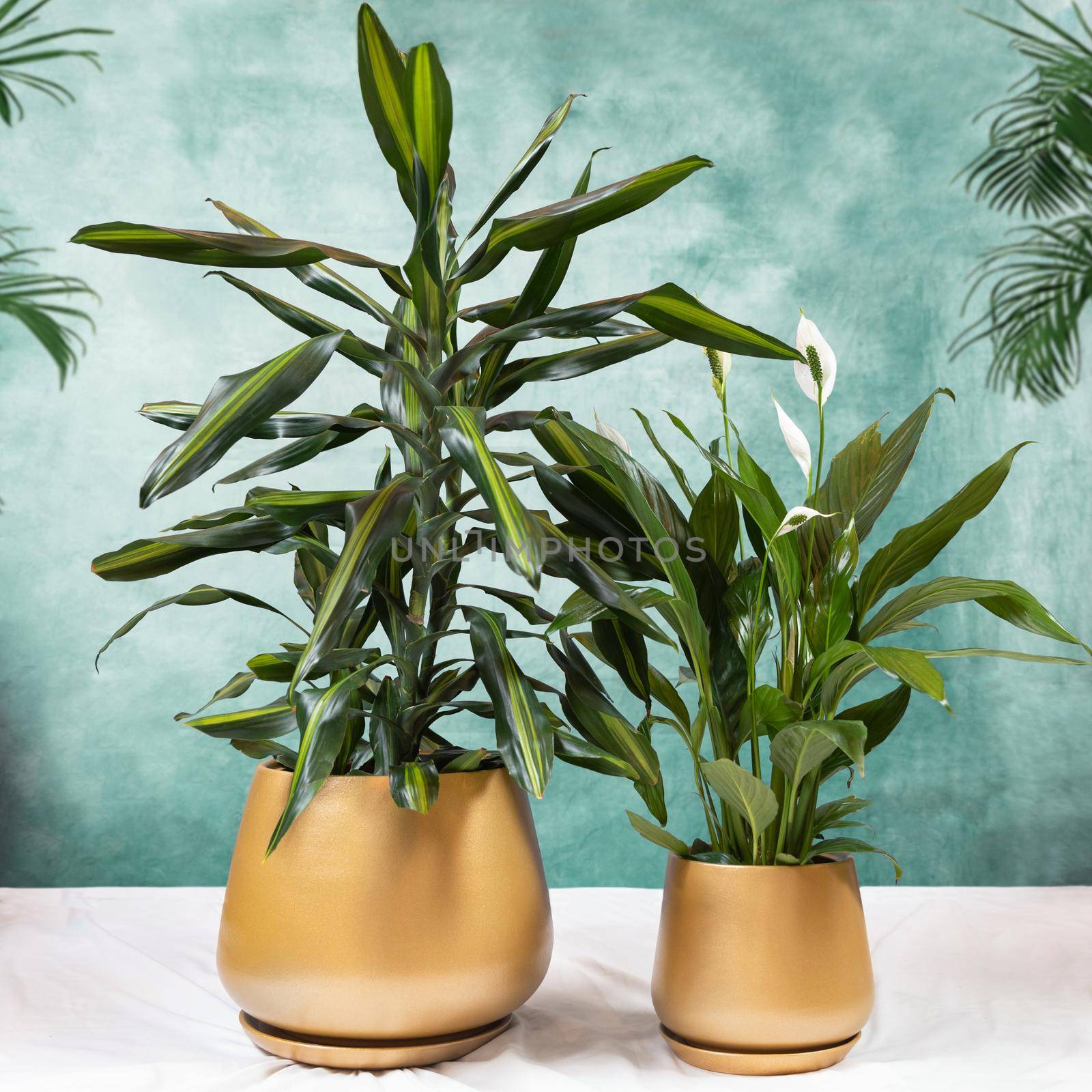Dracaena fragrans Cintho and Peace Lily plant in a golden pot