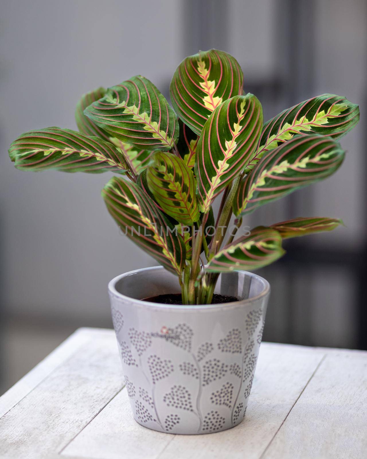 Prayer Plant Maranta Leuconeura in gray ceramic pot by ferhad