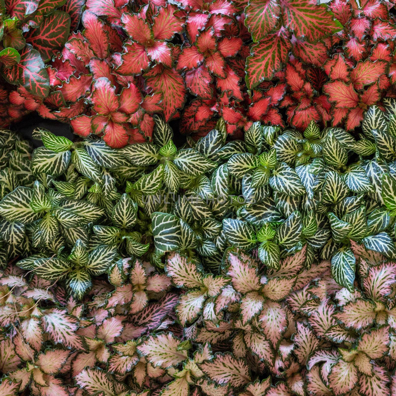 Painted-leaf begonia, Begonia rex from above