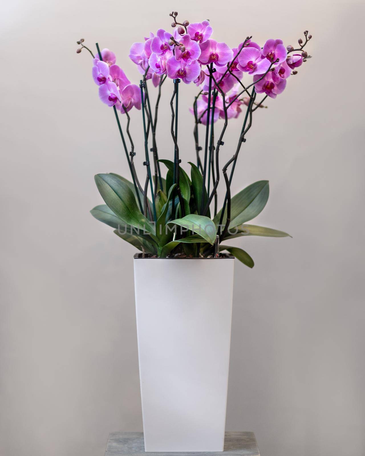 Purple Moth orchids, Phalaenopsis in the white pot