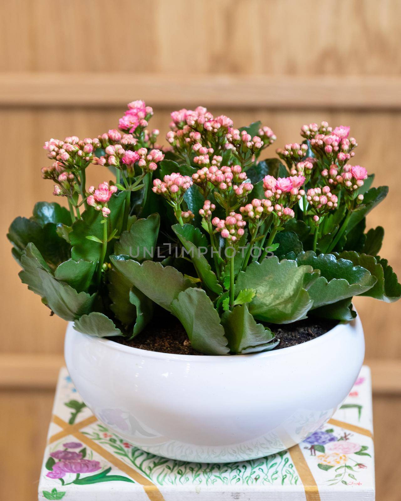 Widow's-thrill, Kalanchoe in the white pot by ferhad