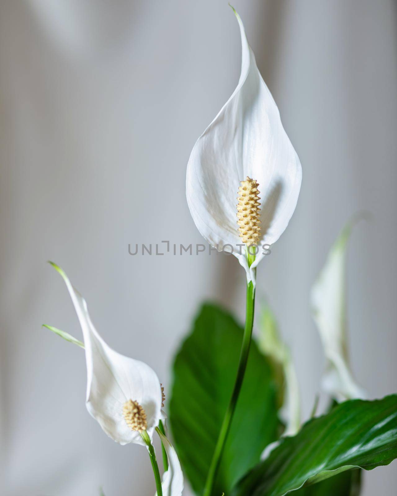 Peace Lily flower close up by ferhad