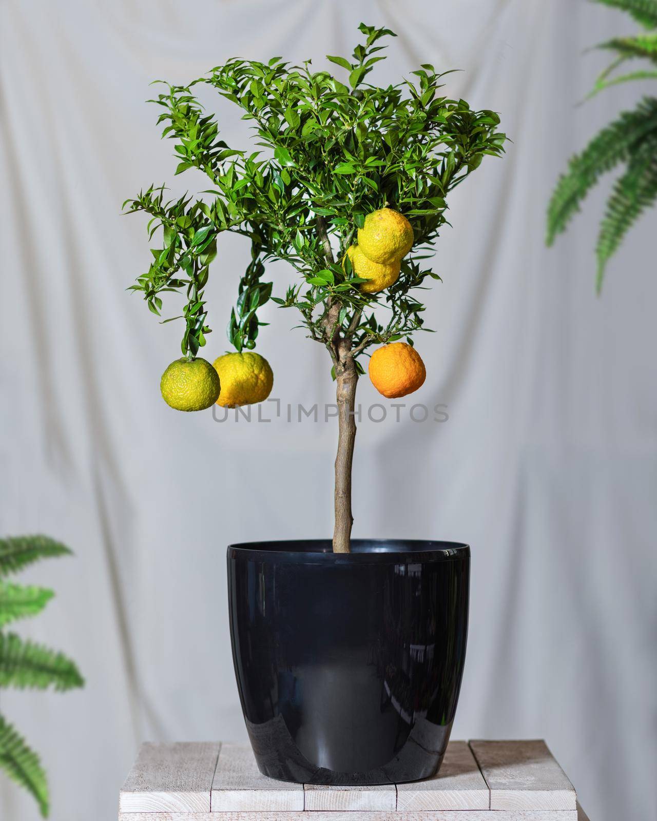 Lemon plant in the black pot by ferhad